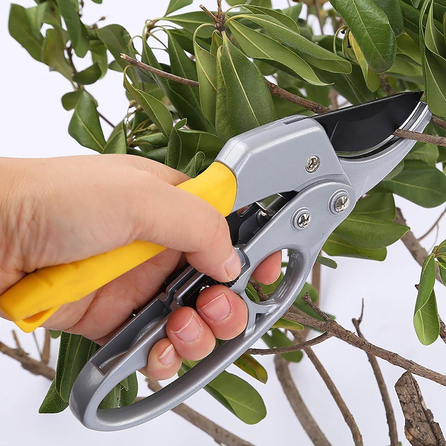 Petal Pruner